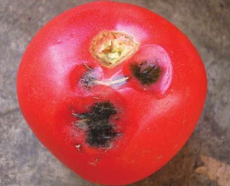  p>番茄黑斑病是由番茄钉头斑交链孢引起的,发生在 a target="_blank"