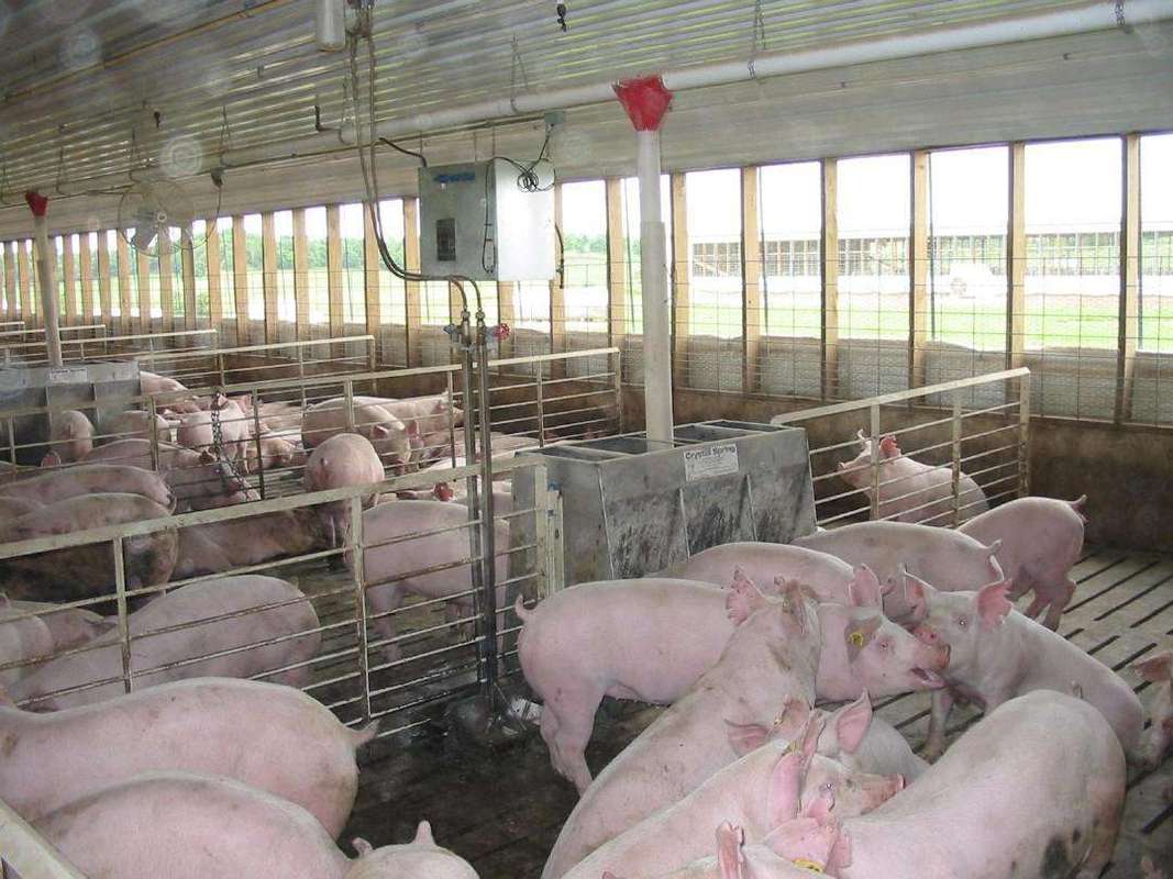 非洲猪瘟养猪场应该如何做哪些具体措施防控