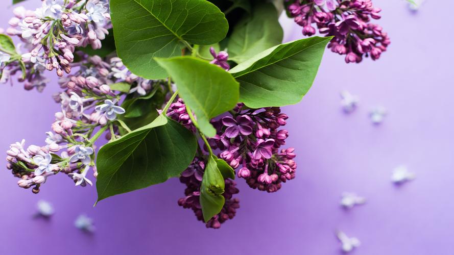 唯美,花卉,高清 唯美紫色花朵图片高清电脑壁纸,一组唯美清新好看的