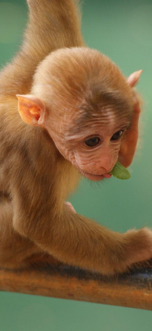 可爱的小猴子 iphone 壁纸