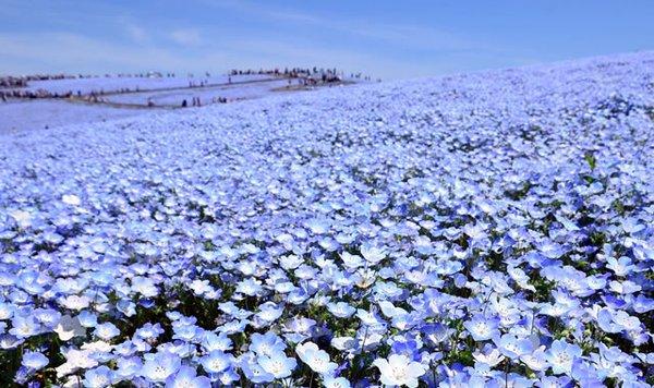 日本茨城日立海滨公园当前的蓝色花海简直美哭