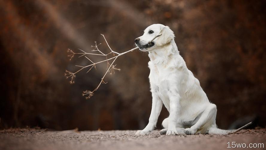 金毛猎犬,白色的狗,树枝壁纸 壁纸 萌宠动物壁纸 - e屋壁纸