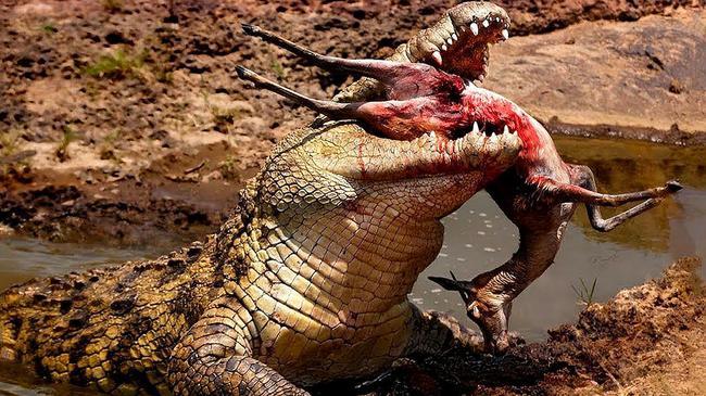 好危险连日暴雨安徽一鳄鱼跑进小区池塘鳄鱼是从哪来的