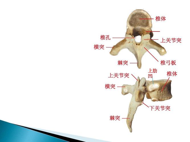 椎体 椎孔 横突 棘突 上关节突 横突 上肋 凹 上关节突 椎弓板 椎体