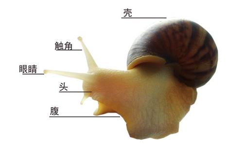 让我们来养一只可爱的小蜗牛吧!