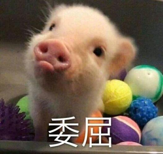 关于猪的搞笑表情包开心得像个小猪仔
