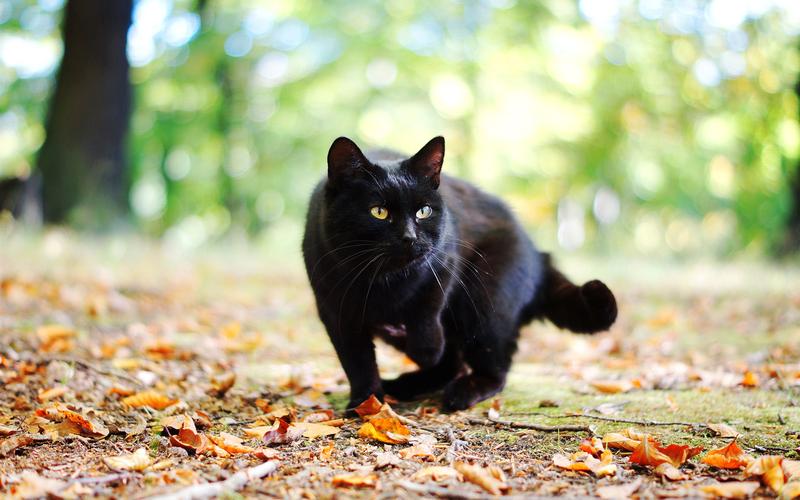 壁纸 黑猫在秋天,树叶,背景虚化 1920x1200 hd 高清壁纸, 图片, 照片