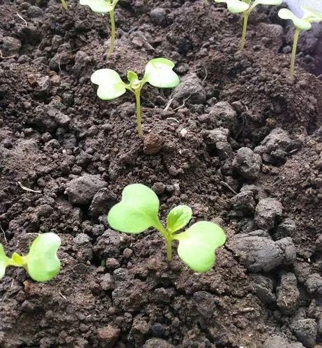 白菜种子一般在6天左右破土发芽,在幼叶拉成十字花型的时候,可以进行