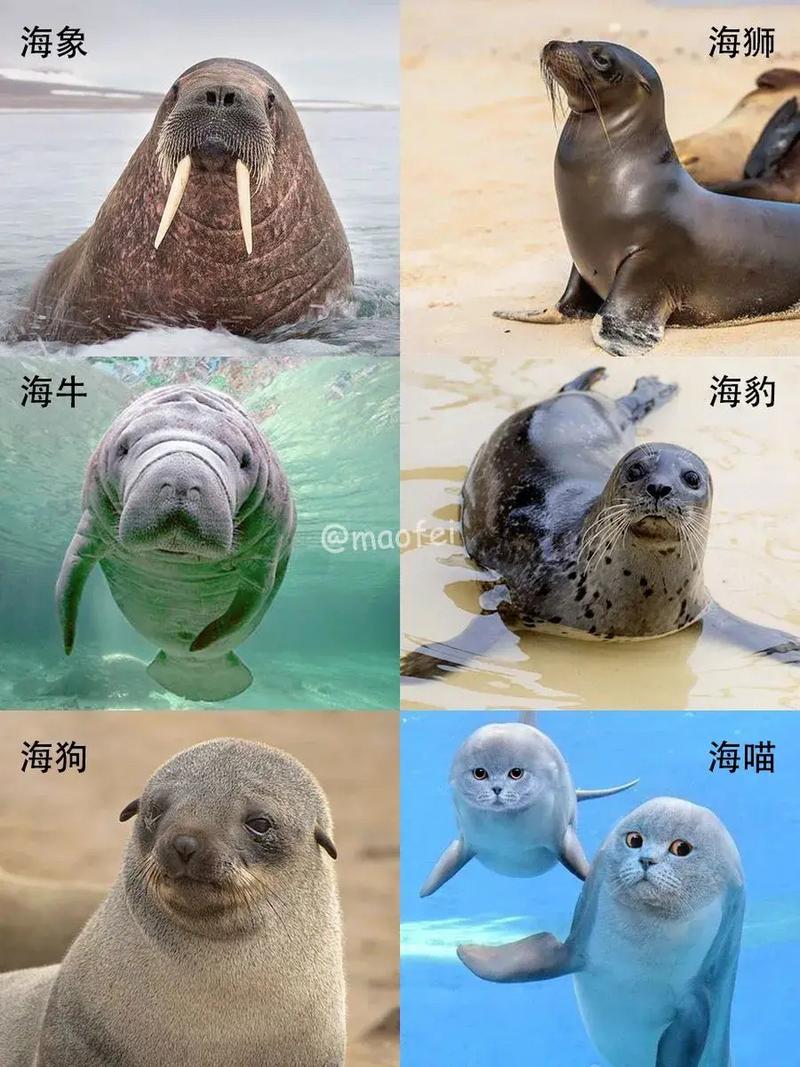 为什么海洋里有海狮,海象,海豹,海马,海狗,海牛……却没有海猫?