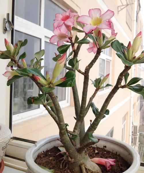 沙漠玫瑰,也被称为天宝花,是近几年花友圈里非常流行的植物品种.