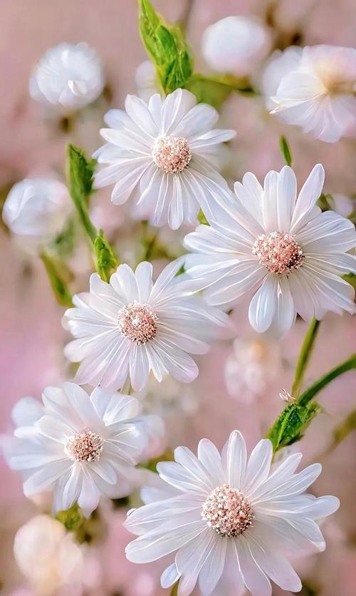 小雏菊的花语是:是希望 是勇敢,是纯洁的美,是深藏在心底的爱