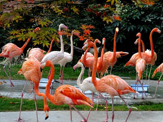 上海动物园观火烈鸟