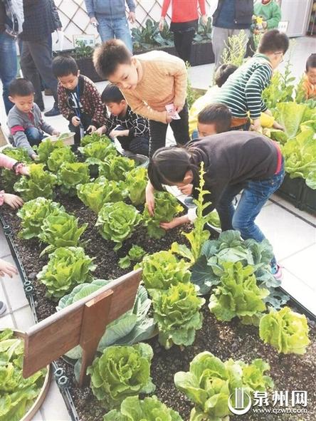 泉州一幼儿园楼顶种菜 5岁小儿种菜用童子尿施肥