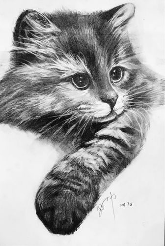 素描动物绘画作品～猫