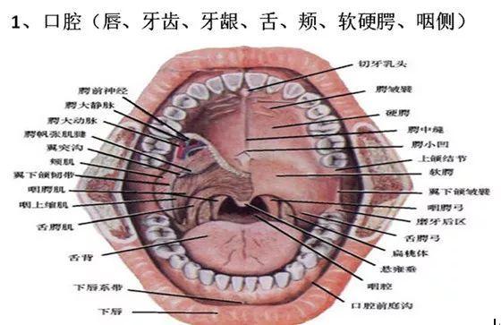 科普园地口腔里面的器官