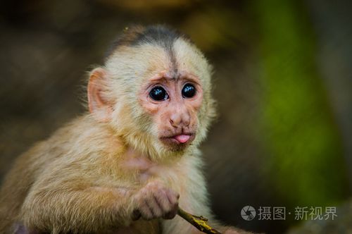梦幻般的特写照片的顽皮可爱的小猴子,从亚马逊丛林厄瓜多尔
