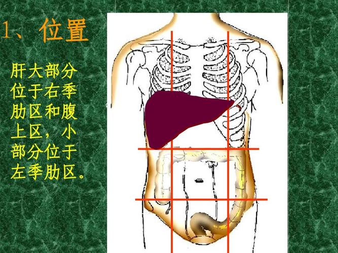 1,位置 肝大部分 位于右季 肋区和腹 上区,小 部分位于 左季肋区.