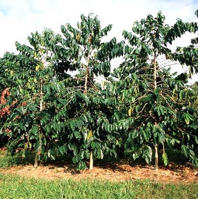 一般咖啡树可以长到4-5米高,甚至还有9-10米高的.
