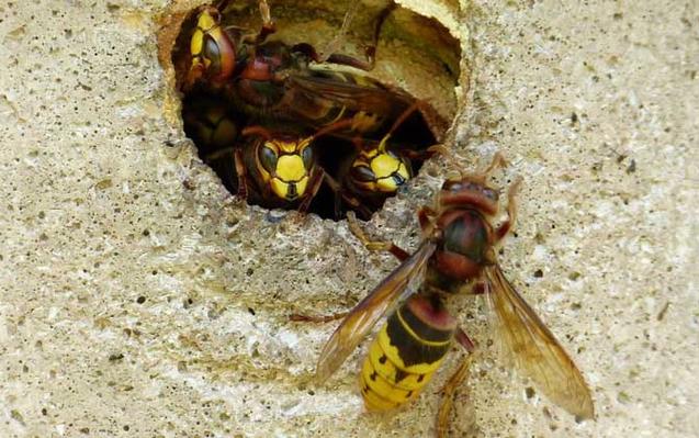 蜂毒性是非常强的,如大名鼎鼎的中国大虎头蜂便是世界五大毒蜂之一,被