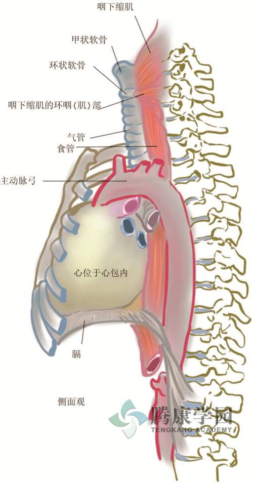 内脏与疼痛食管的解剖结构和组织结构