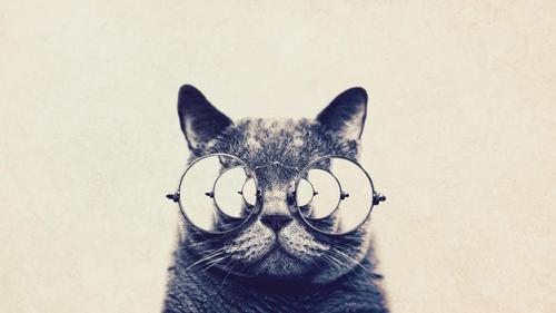 有趣的猫大眼镜高清壁纸