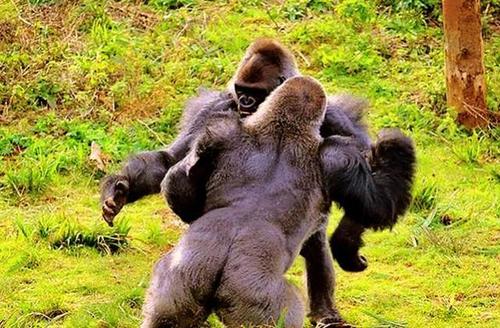 两只猩猩为食物大打出手,场面比人类摔跤还精彩