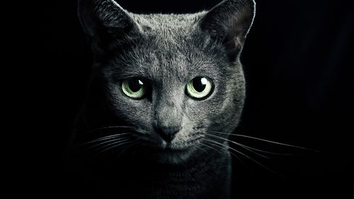 黑猫,绿眼睛,黑色的背景 壁纸