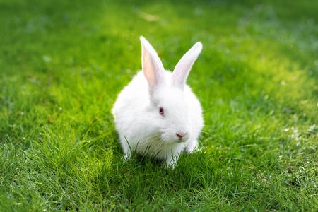 阳光明媚的一天,小可爱的小兔子在绿色花园的草地上散步.