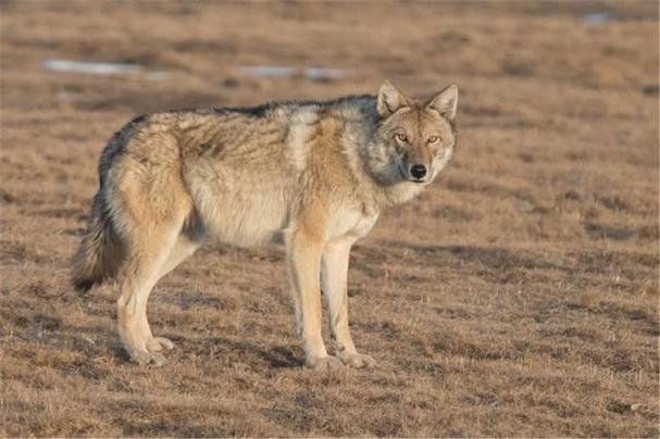 藏狼,又名西藏狼,是灰狼的一个亚种,与喜马拉雅狼有显著差异,比印度狼