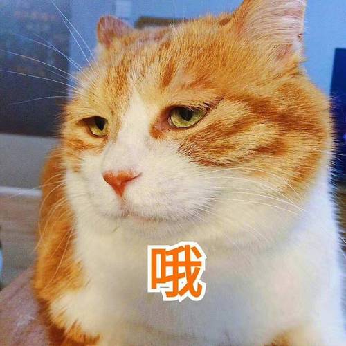 橘猫表情包
