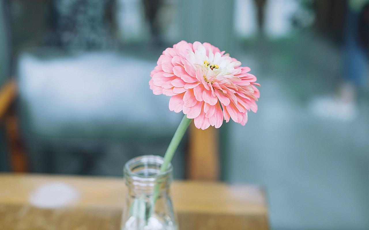 小清新唯美花卉植物高清图片桌面壁纸