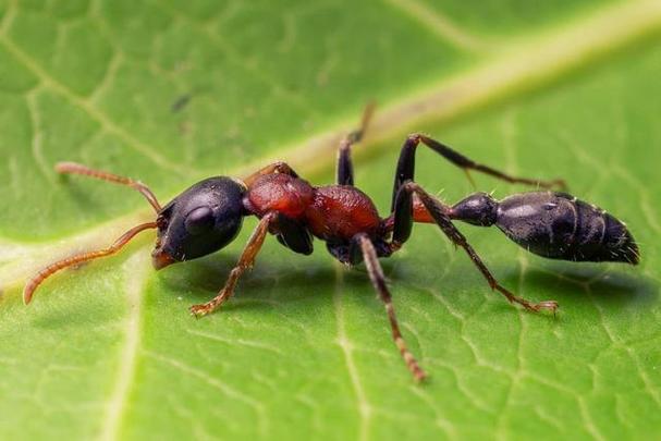 地区:亚马逊[bai]子弹蚁是世界上体型最大的蚂蚁之一 ,它带有极强的