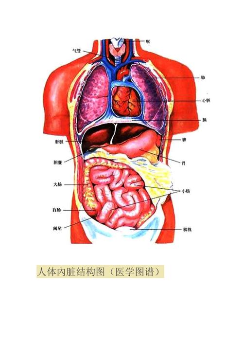 人体内脏位置分布图.docx