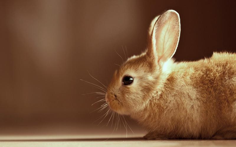 可爱呆萌短腿棕色兔子简约治愈系高清桌面壁纸(2)-动物壁纸-手机壁纸