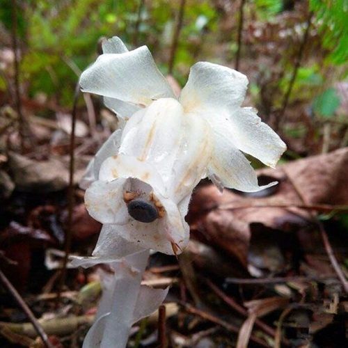冥界之花---水晶兰高清图片