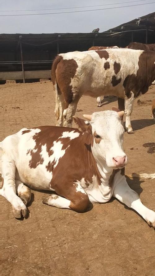 吉林西门塔尔二岁怀孕母牛