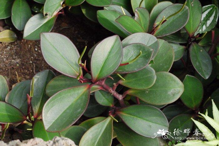 红边椒草peperomiaclusiifolia