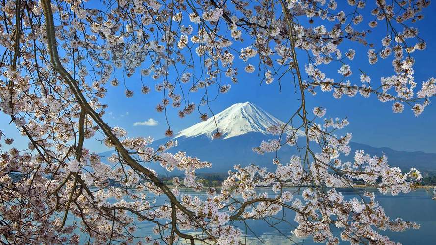日本富士山下樱花盛开唯美风景ppt幻灯片背景图片素材