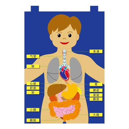 人体器官新款挂袋幼教儿童结构认知模型挂图科学实验