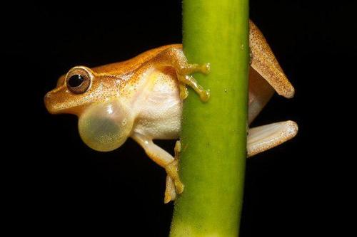 青蛙有多奇怪?在地球生存了2.65亿年,如今成为实验室