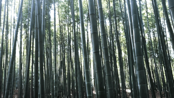 苏州树山村的竹林