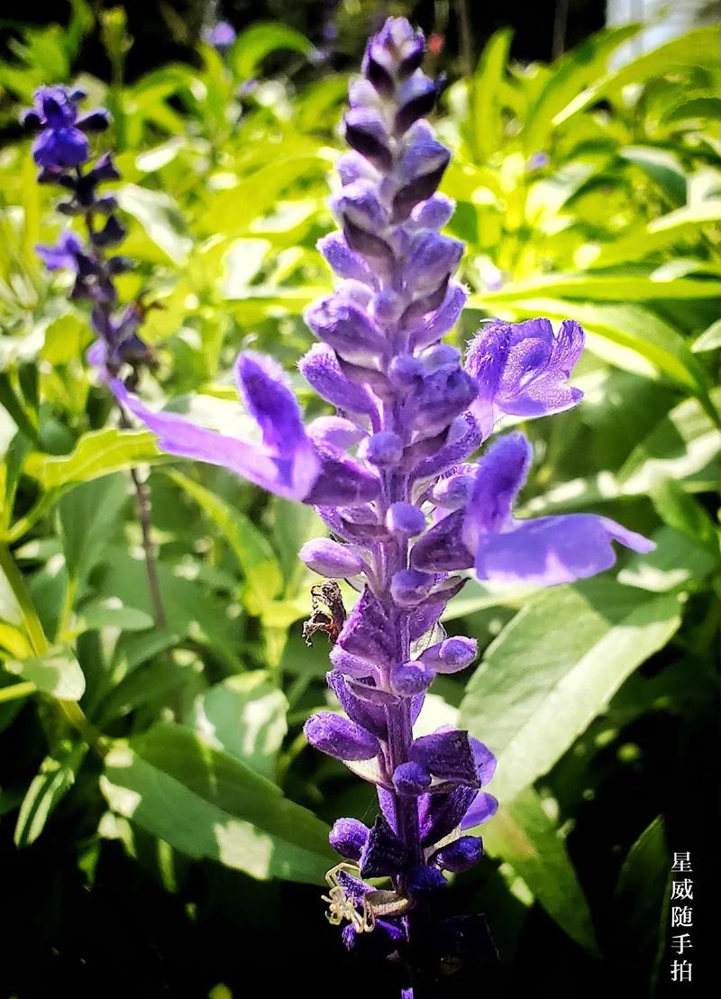 蓝花鼠尾草.看着蓝中带紫的花,就觉得文艺.这么有浪漫气息的花 - 抖音
