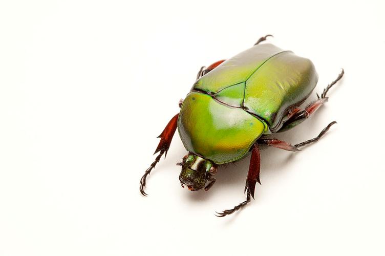 金龟子甲虫昆虫鞘翅目花金龟虎斑大角金龟图片素材