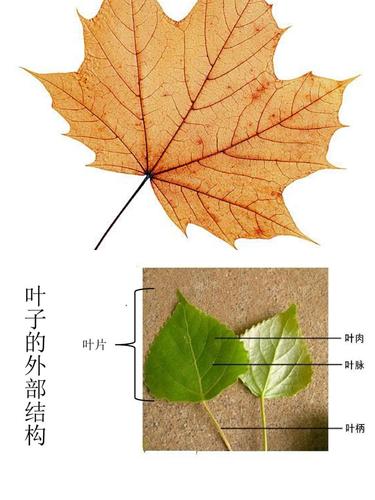 第三节活动组织幼儿们知道树叶简单的外部构造及名称,了解树叶关于