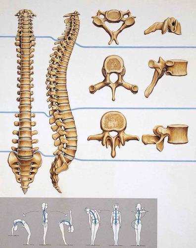 脊椎综合症的三步定位诊断