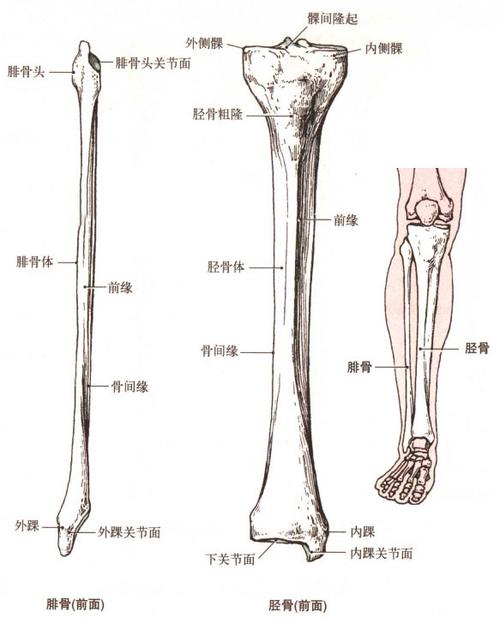 腓骨胫骨解剖示意图-人体解剖图