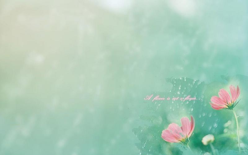 清新淡雅的唯美花朵背景图片大全分享