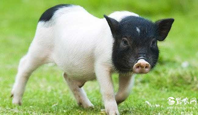 这种小猪可能是今天最流行的品种.它们拥有吸引人的外形和驯服的性格.