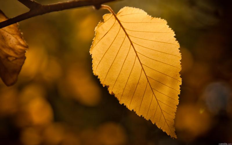凄美的秋季落叶唯美伤感图片桌面壁纸高清 第一辑