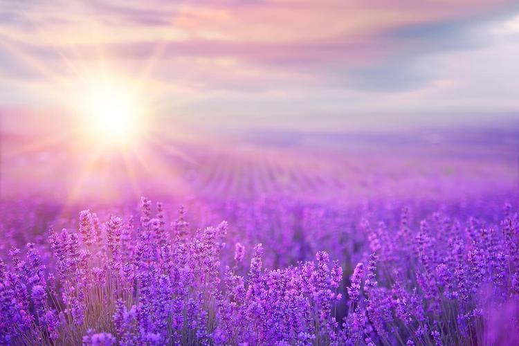 法国普罗旺斯紫色薰衣草田地落日的美丽风景图法国旅游